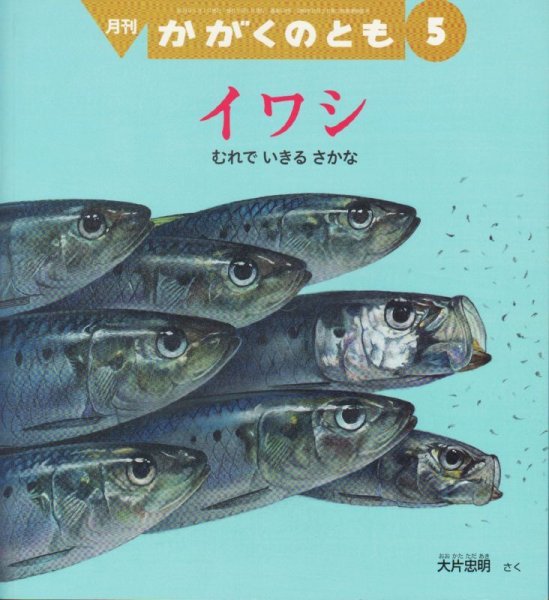 画像1: イワシ　むれでいきるさかな（かがくのとも530号）【状態C】 (1)