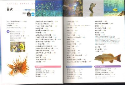 画像1: 新版 小学館の図鑑NEO 魚 【バーゲンブック】※DVD欠品