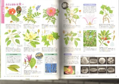 画像1: 植物　小学館の図鑑NEO 【状態A】