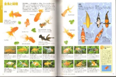 画像1: 小学館の図鑑NEO 魚【状態C】