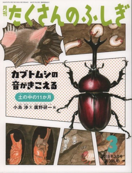 画像1: カブトムシの音がきこえる　土の中の11か月（たくさんのふしぎ396号）【状態A】 (1)