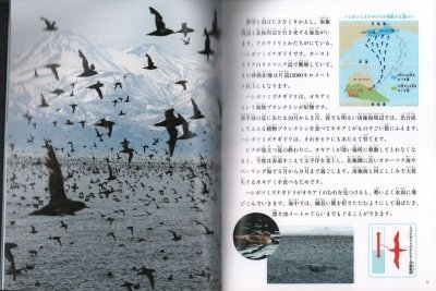 画像1: 海中を飛ぶ鳥　海鳥たちのくらし（たくさんのふしぎ398号）【状態B】３