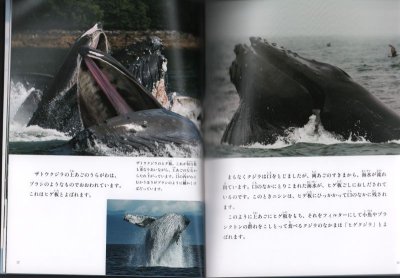 画像1: クジラの家族（たくさんのふしぎ413号）【状態C】２