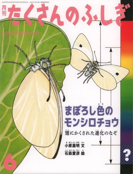 画像1: まぼろし色のモンシロチョウ 翅にかくされた進化のなぞ（たくさんのふしぎ423号）【状態B】 (1)