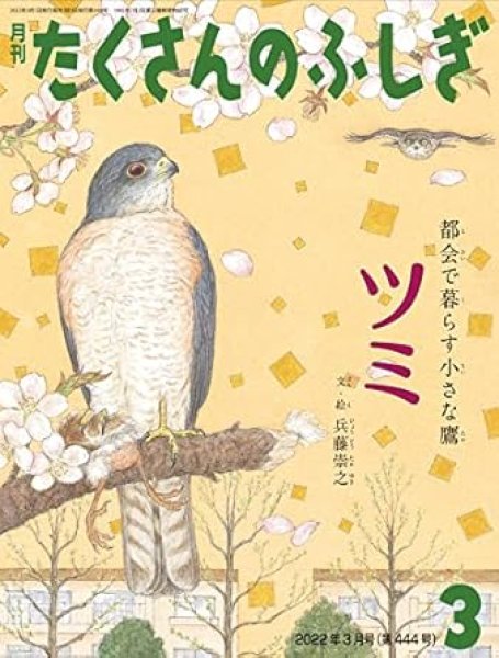 画像1: 都会で暮らす小さな鷹　ツミ（たくさんのふしぎ444号）【状態A】２ (1)